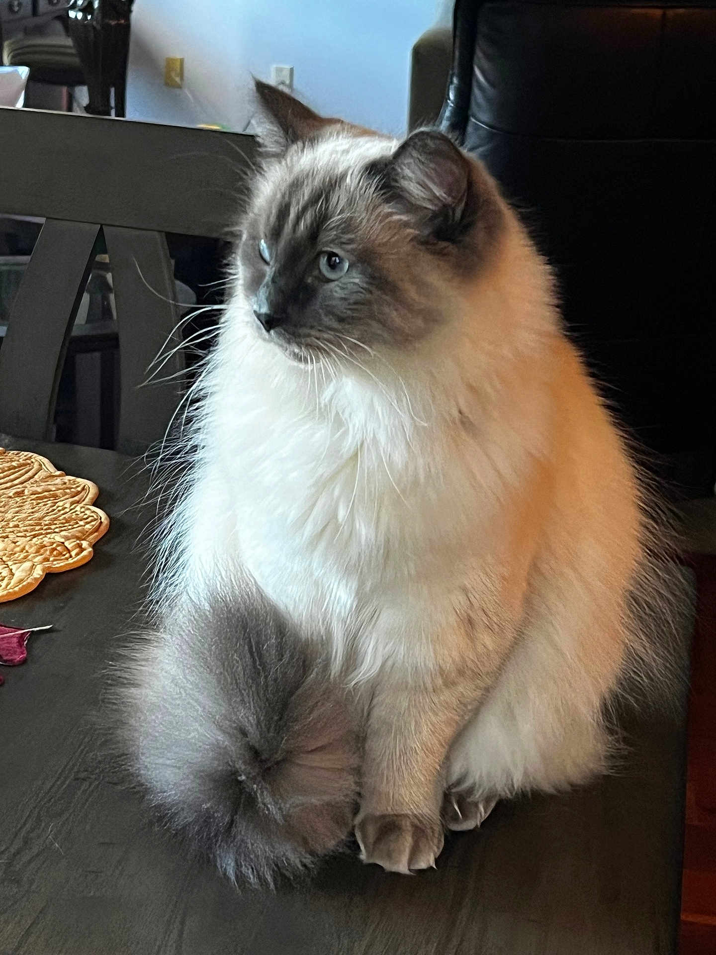 Gracie