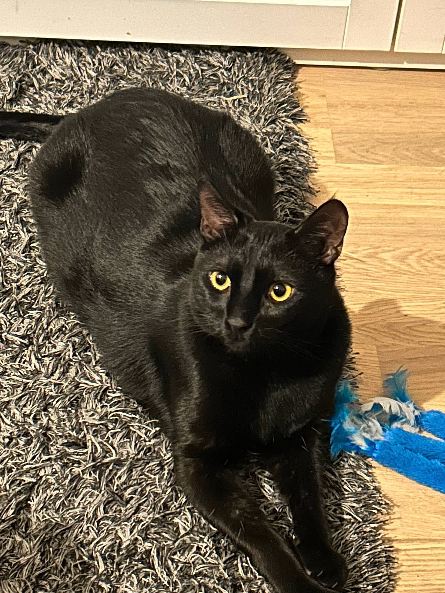 Charli participe au concours pour gagner de l'argent avec cette photo : black_cat, bombay, carnivore, cat, chair, domestic_short_haired_cat, felidae, flowerpot, fur, grass, havana_brown, houseplant, plant, shadow, small_to_medium_sized_cats, snout, tail, terrestrial_animal, whiskers, window