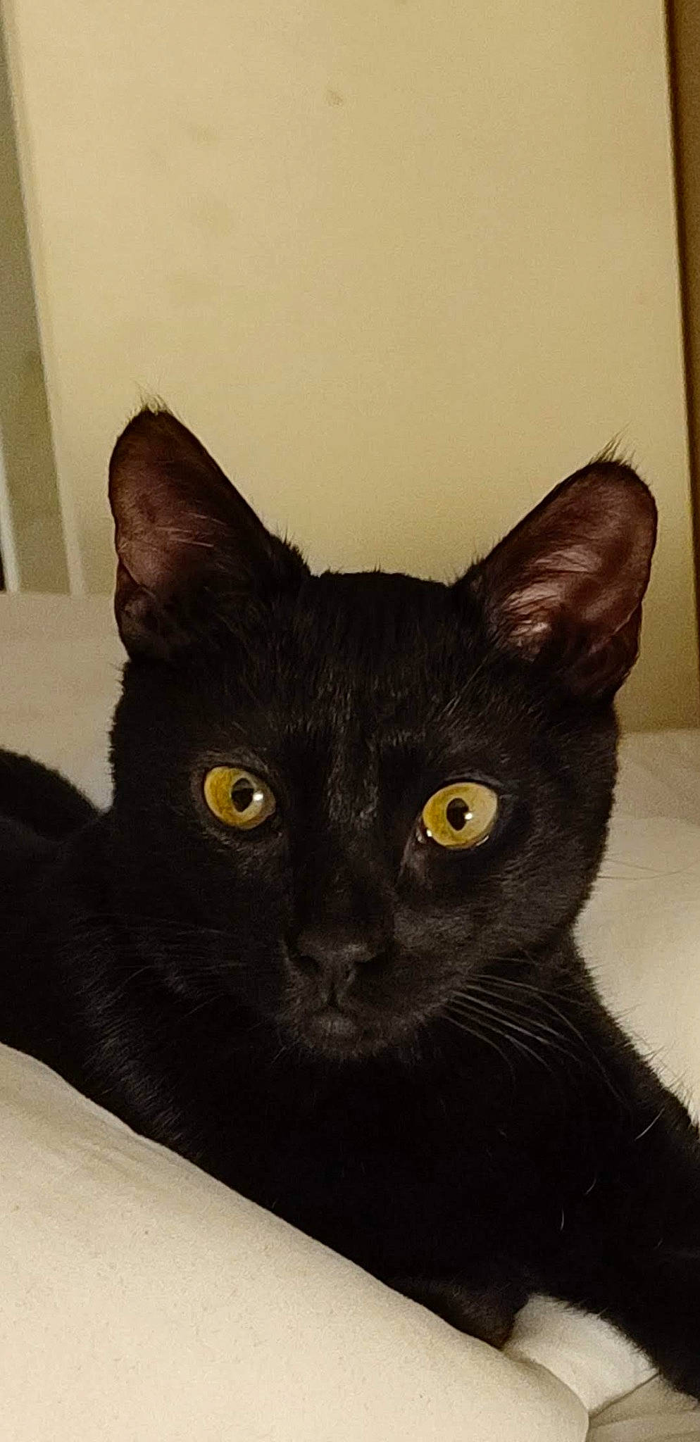 Charli participe au concours pour gagner de l'argent avec cette photo : black_cat, bombay, carnivore, cat, domestic_short_haired_cat, felidae, fur, havana_brown, head, small_to_medium_sized_cats, snout, whiskers