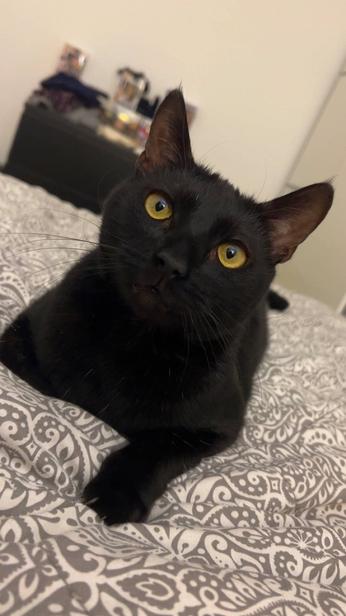 Charli a rejoint le concours — aidez-le/la à gagner de superbes lots ! black_cat, bombay, carnivore, cat, comfort, domestic_short_haired_cat, felidae, fur, grey, small_to_medium_sized_cats, snout, tail, terrestrial_animal, whiskers