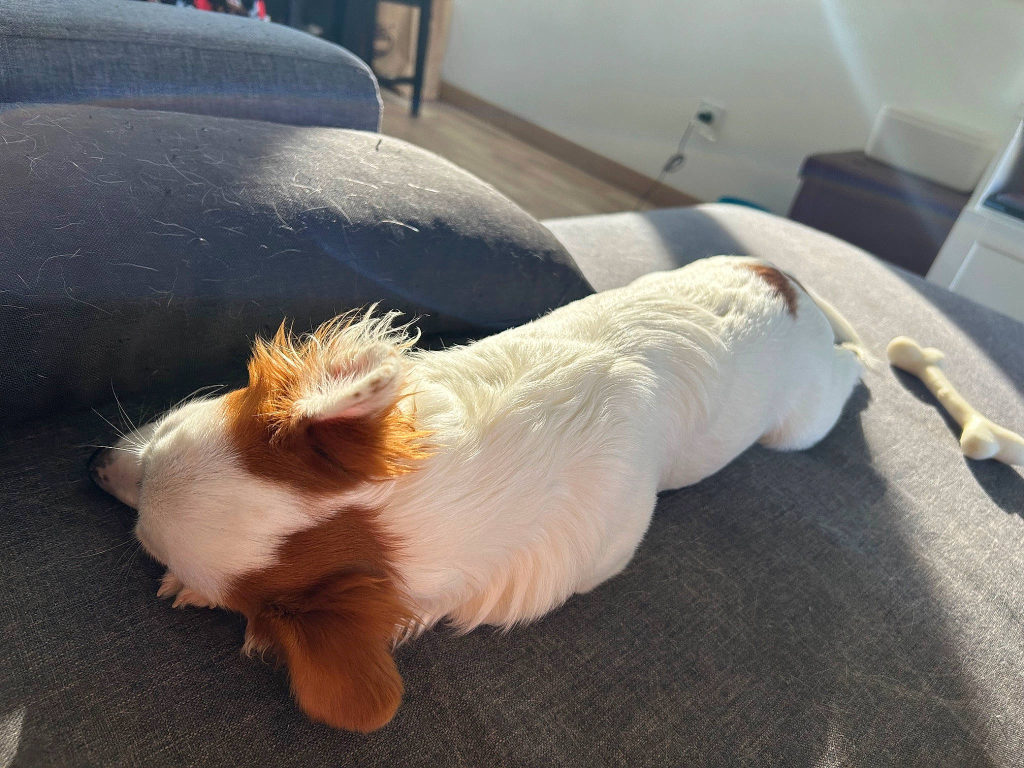 Maya a rejoint le concours — aidez-le/la à gagner de superbes lots ! canidae, carnivore, claw, comfort, companion_dog, dog, dog_breed, fawn, felidae, flooring, fur, mammal, paw, small_to_medium_sized_cats, snout, sporting_group, tail, toy_dog, vertebrate, whiskers