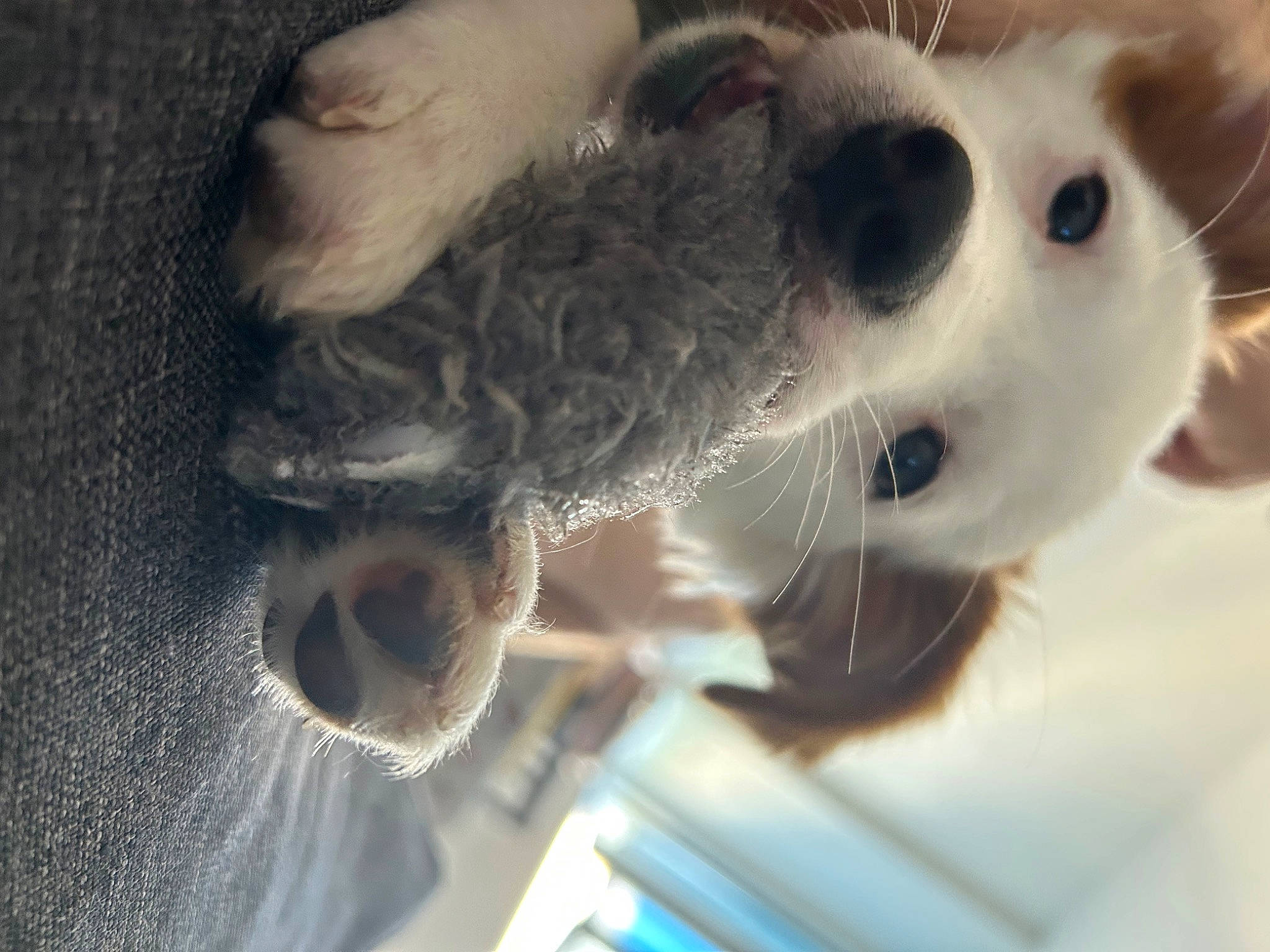 Maya participe au concours pour gagner de l'argent avec cette photo : canidae, carnivore, collar, companion_dog, dalmatian, dog, dog_breed, fawn, felidae, fur, non_sporting_group, paw, small_to_medium_sized_cats, snout, snow_leopard, sporting_group, stuffed_toy, terrestrial_animal, toy, whiskers