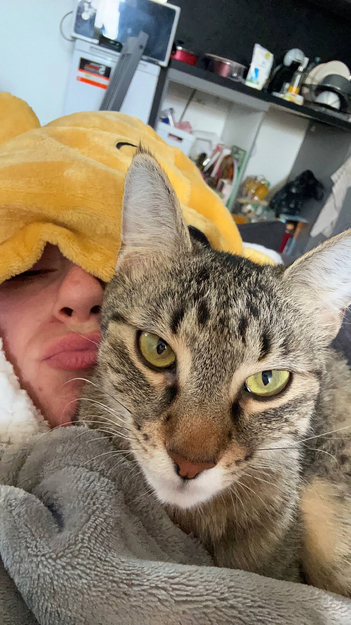 Lou participe au concours pour gagner de l'argent avec cette photo : carnivore, cat, comfort, domestic_short_haired_cat, ear, felidae, fur, hug, shelf, sitting, small_to_medium_sized_cats, snout, toddler, whiskers