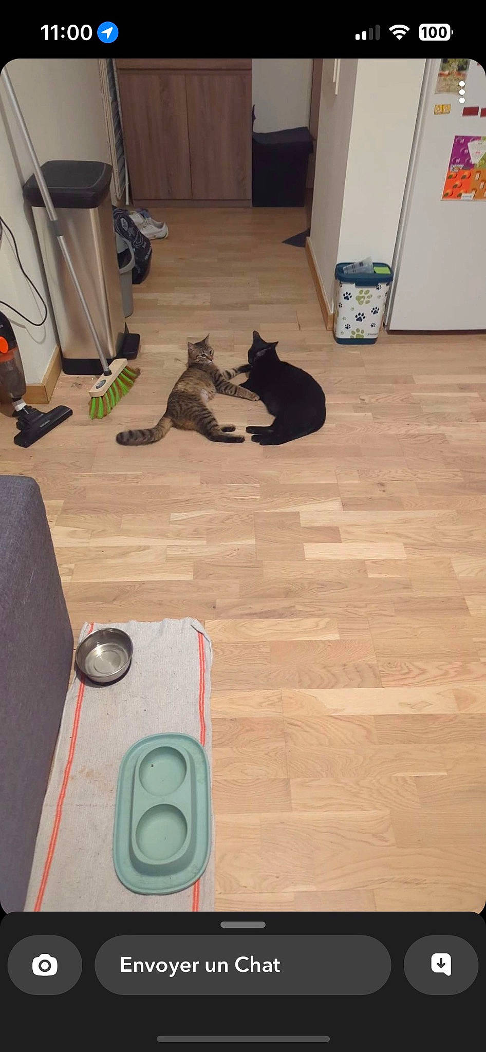 Lou participe au concours pour gagner de l'argent avec cette photo : carnivore, cat, circle, comfort, felidae, floor, flooring, gas, hardwood, laminate_flooring, pattern, plywood, room, small_to_medium_sized_cats, tail, varnish, whiskers, wood, wood_flooring, wood_stain