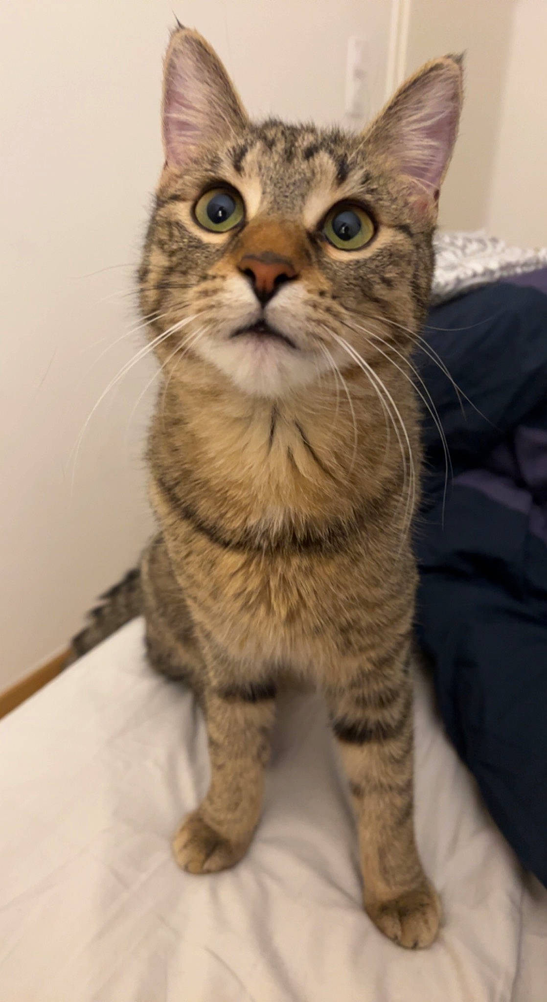 Lou a rejoint le concours — aidez-le/la à gagner de superbes lots ! carnivore, cat, claw, domestic_short_haired_cat, felidae, fur, paw, small_to_medium_sized_cats, snout, tail, terrestrial_animal, whiskers, window