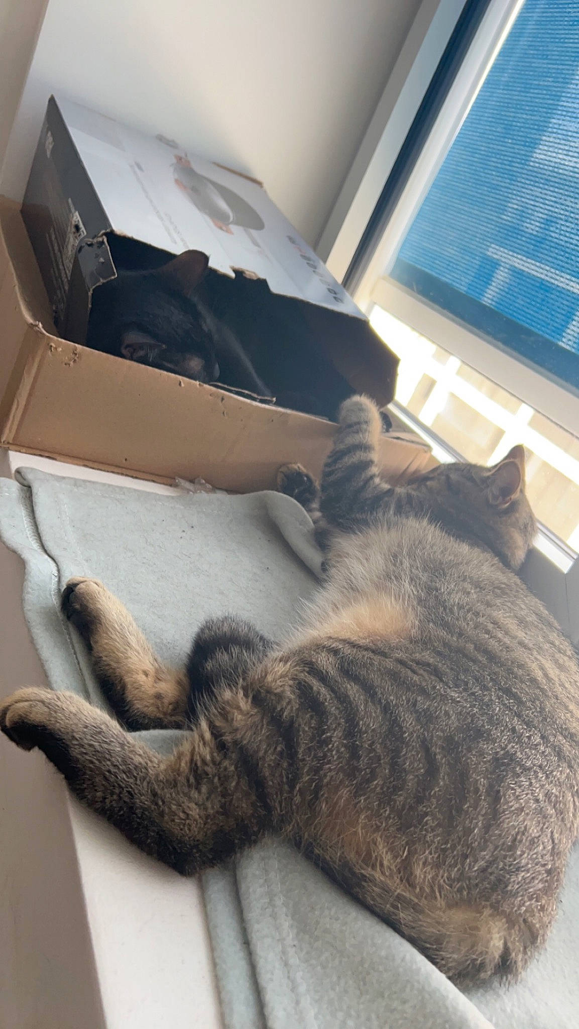 Lou participe au concours pour gagner de l'argent avec cette photo : carnivore, cat, comfort, domestic_short_haired_cat, felidae, flooring, fur, grey, nap, paw, room, shipping_box, small_to_medium_sized_cats, snout, tail, vertebrate, whiskers, window, window_blind, wood