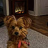 dog, small_dog, fluffy, reddish_brown, harness, carpet, floor, wooden_floor, fireplace, indoor, pet, cute, fur, ears, animal, companion, domestic, warm_lighting, cozy, living_room