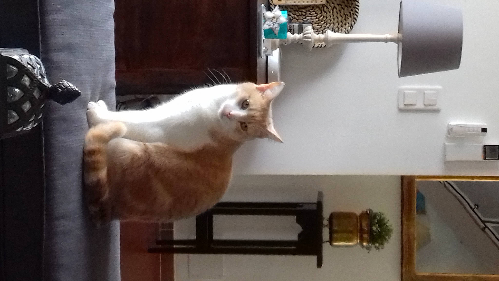 Karamel participe au concours pour gagner de l'argent avec cette photo : carnivore, cat, domestic_short_haired_cat, felidae, fur, hardwood, machine, metal, paw, room, shelf, shelving, small_to_medium_sized_cats, tail, whiskers, wood