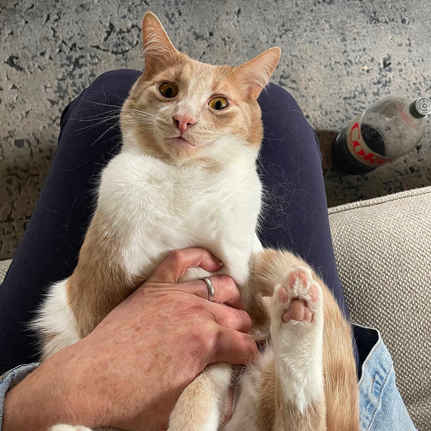 Gil is registered to the contest to win money with this photo: abyssinian, accessories, animal, bodypart, canine, cat, chair, clothing, couch, dog, face, finger, furniture, hand, head, kitten, manx, pants, person, pet