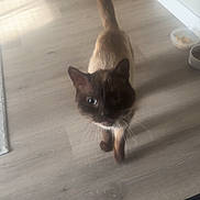 George is registered to the contest to win money with this photo: cat, siamese_cat, pet, indoor, wooden_floor, food_bowl, door, tail_up, walking, curious, feline, animal, domestic, whiskers, blurred_motion, home, floor, brown, light, cozy