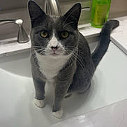 Mova joined the competition — help win amazing prizes! cat, gray_cat, white_paws, sink, bathroom, faucet, hand_soap, countertop, yellow_eyes, pet, domestic_animal, curious, indoor, clean, marble_countertop, whiskers, tail, fur, looking, sitting