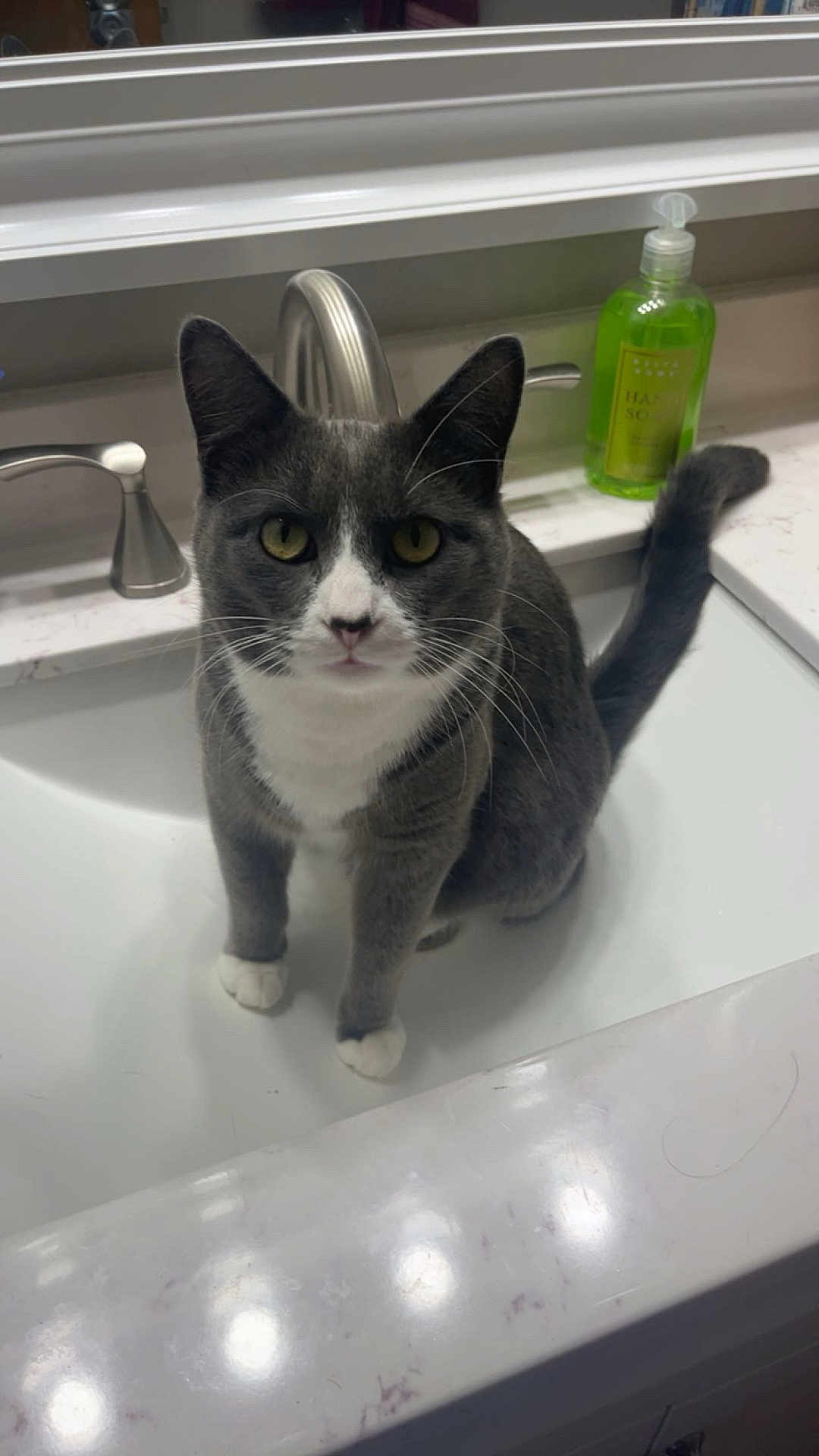 Mova joined the competition — help win amazing prizes! cat, gray_cat, white_paws, sink, bathroom, faucet, hand_soap, countertop, yellow_eyes, pet, domestic_animal, curious, indoor, clean, marble_countertop, whiskers, tail, fur, looking, sitting