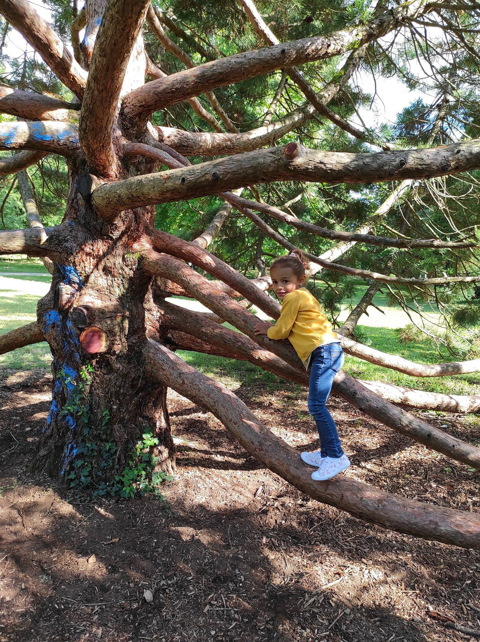 Jayana participe au concours pour gagner de l'argent avec cette photo : branch, forest, grass, joy, jungle, landscape, leisure, natural_environment, people_in_nature, person, plant, plant_stem, shadow, soil, terrestrial_plant, tints_and_shades, tree, trunk, twig, wood
