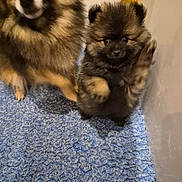 Arthur participe au concours pour gagner de l'argent avec cette photo : dog, puppy, fluffy, furry, carpet, blue_carpet, indoor, pet, cute, small_dog, brown_fur, black_fur, standing, paw, animal, companion, domestic_animal, friendly, playful, two_dogs