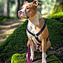 Maïa participe au concours pour gagner de l'argent avec cette photo : alert, animal, brown_and_white, canine, closeup, daylight, dog, ears, forest, fur, harness, leash, moss, nature, outdoor, path, pet, sitting, snout, tree