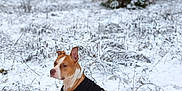 Maïa a rejoint le concours — aidez-le/la à gagner de superbes lots ! animal, brown, canine, cold, dog, ears, field, fur, grass, landscape, nature, outdoor, pet, portrait, sitting, snow, sweater, tree, white, winter