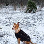 animal, brown, canine, cold, dog, ears, field, fur, grass, landscape, nature, outdoor, pet, portrait, sitting, snow, sweater, tree, white, winter