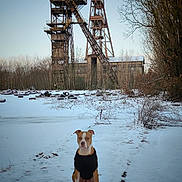 Maïa participe au concours pour gagner de l'argent avec cette photo : abandoned, bare_tree, building, cold, dog, industrial, landscape, nature, outdoor, path, quiet, rust, sitting, sky, snow, structure, tire, tree, wearing_clothes, winter