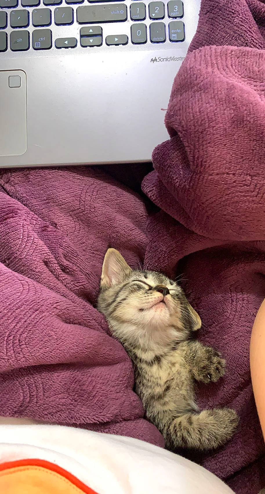 Kinsley Jade joined the competition — help win amazing prizes! bedding, car_seat, carnivore, cat, claw, comfort, domestic_short_haired_cat, fawn, felidae, fur, gadget, linens, machine, magenta, nail, nap, paw, small_to_medium_sized_cats, vehicle_door, whiskers