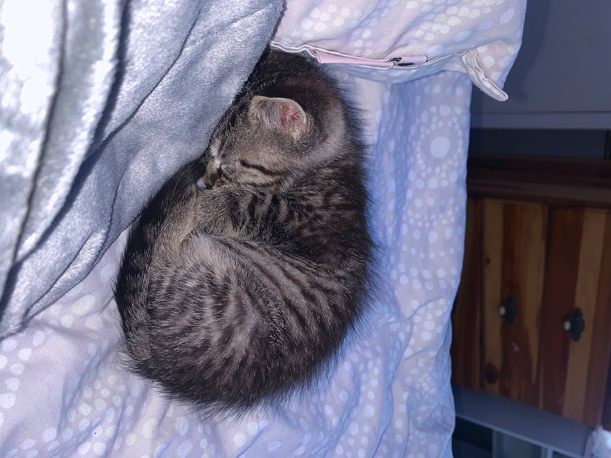 Kinsley Jade is registered to the contest to win money with this photo: carnivore, cat, cat_bed, claw, comfort, domestic_short_haired_cat, felidae, fur, grey, nap, paw, small_to_medium_sized_cats, tail, whiskers