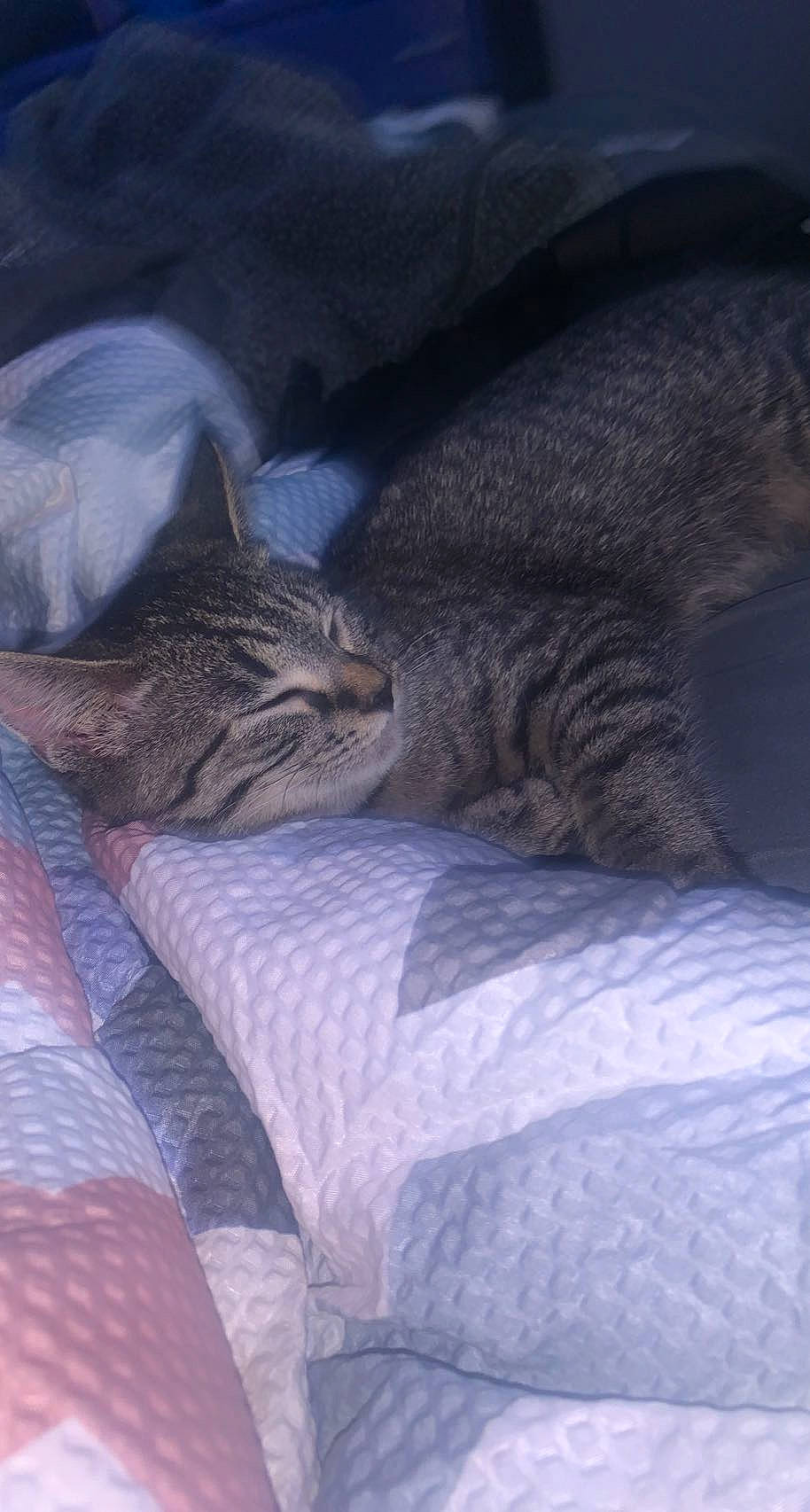 Kinsley Jade is registered to the contest to win money with this photo: bed, bedding, carnivore, cat, cloud, comfort, domestic_short_haired_cat, electric_blue, felidae, fur, grey, linens, nap, paw, sky, small_to_medium_sized_cats, snout, tail, terrestrial_animal, whiskers