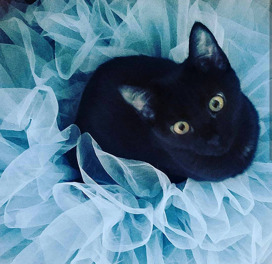 Jovi is registered to the contest to win money with this photo: acrylic_paint, art, black, black_cat, bombay, carnivore, cat, domestic_short_haired_cat, ear, eye, felidae, illustration, paint, small_to_medium_sized_cats, snout, tail, watercolor_paint, whiskers