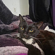Squishy joined the competition — help win amazing prizes! cat, black_and_white, yellow_eyes, blanket, soft_texture, indoor, curtains, wall_outlet, resting, pet, feline, whiskers, cozy, close_up, fur, domestic_animal, relaxed, home, comfort, animal