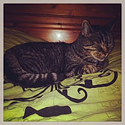 Felix participe au concours pour gagner de l'argent avec cette photo :