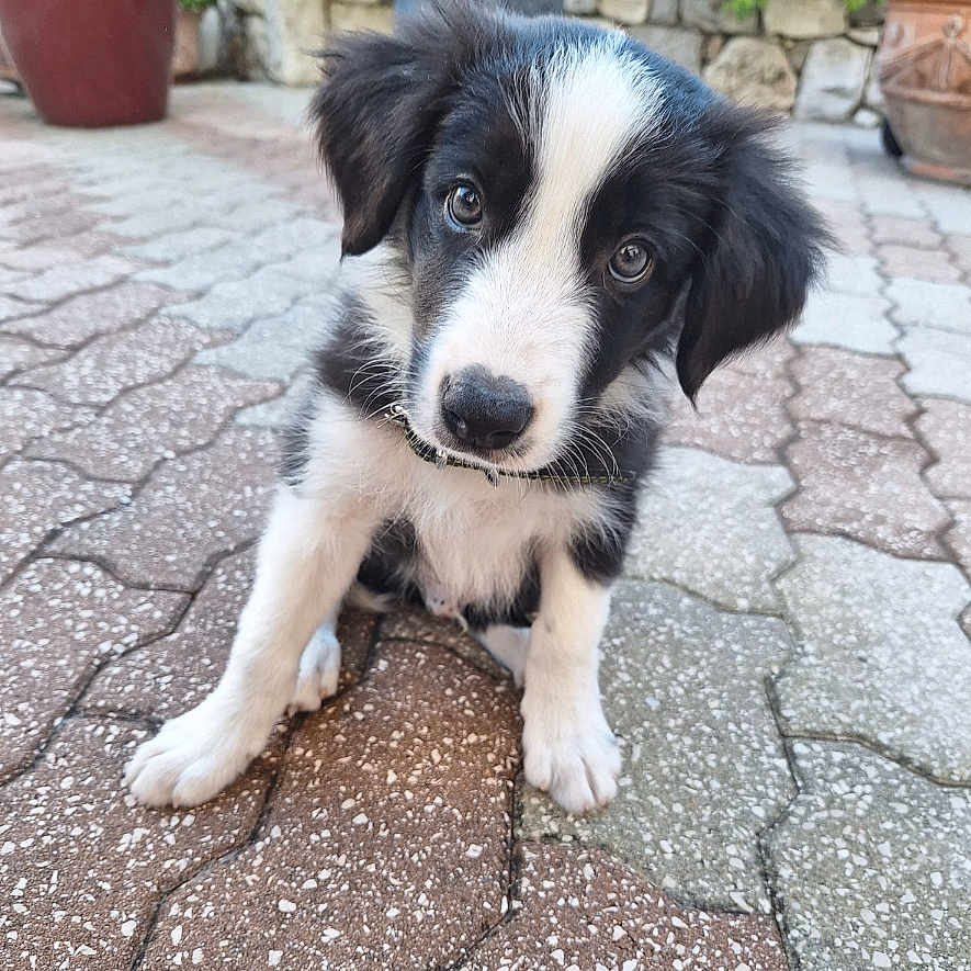 Abby Blue participe au concours pour gagner de l'argent avec cette photo : adorable, animal, black_and_white, close_up, curious, cute, dog, eyes, fur, garden, head_tilt, outdoor, patterned_floor, pavement, pet, plants, potted_plants, puppy, sitting, young