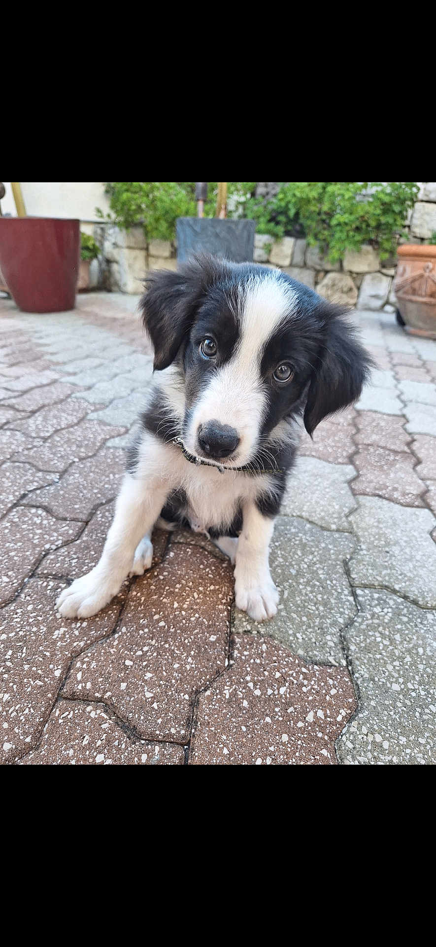 Abby Blue participe au concours pour gagner de l'argent avec cette photo : puppy, dog, black_and_white, cute, outdoor, pavement, patterned_floor, plants, potted_plants, curious, pet, animal, young, head_tilt, fur, sitting, garden, close_up, eyes, adorable