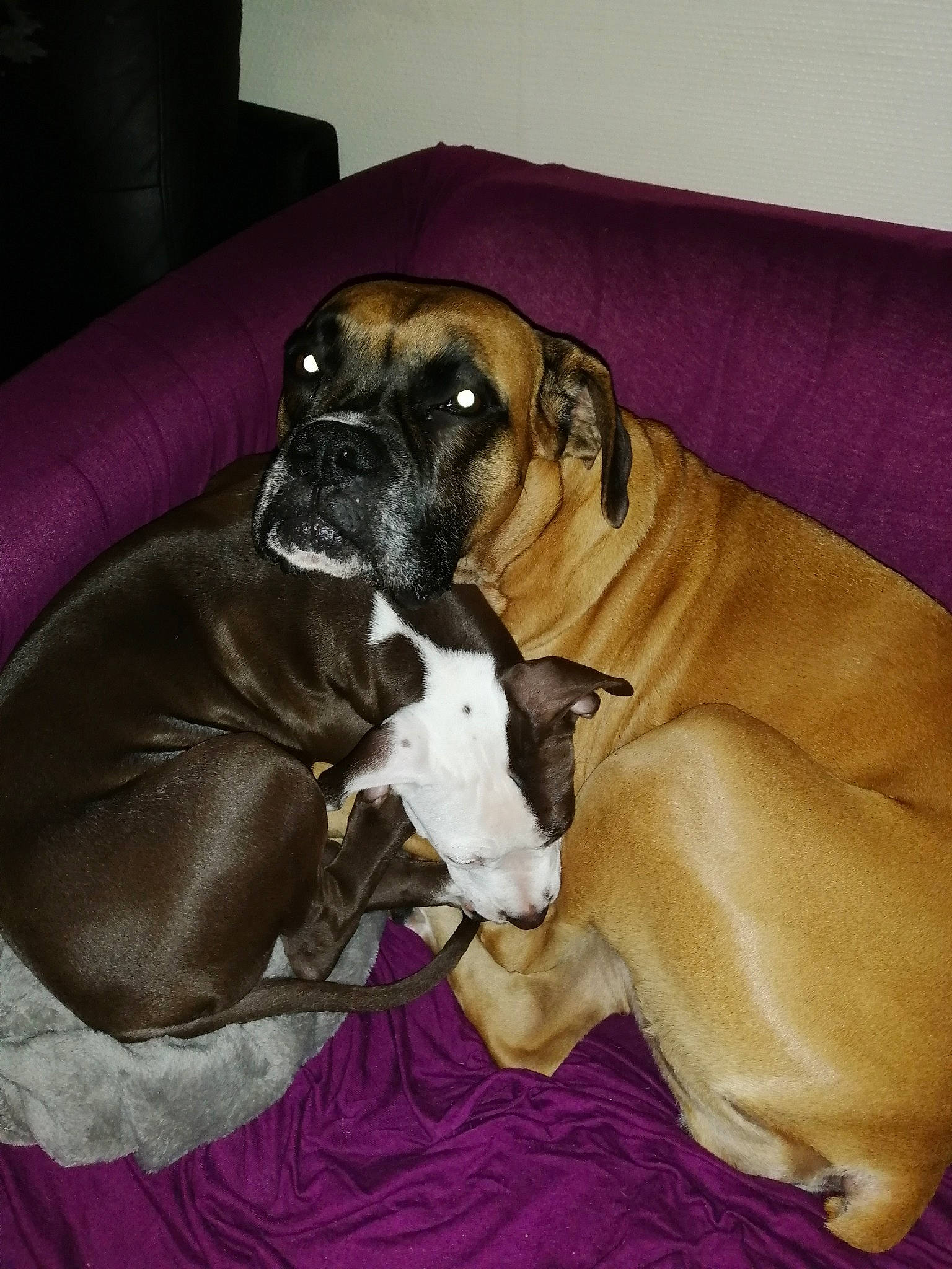 Honey a rejoint le concours — aidez-le/la à gagner de superbes lots ! alano_espanol, boerboel, boxer, bullmastiff, canidae, carnivore, companion_dog, dog, dog_breed, fawn, great_dane, mammal, molosser, non_sporting_group, snout, sporting_group, valley_bulldog, vertebrate, working_dog