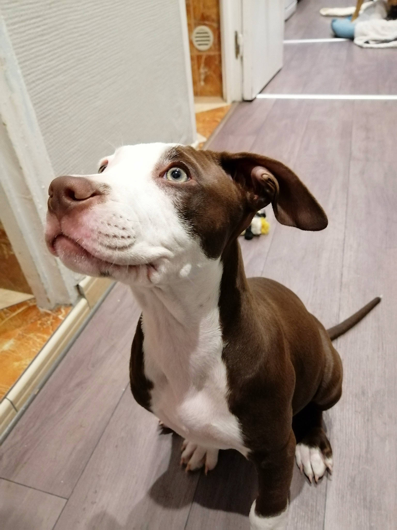 Honey a rejoint le concours — aidez-le/la à gagner de superbes lots ! american_pit_bull_terrier, american_staffordshire_terrier, canidae, carnivore, companion_dog, dog, dog_breed, ear, fawn, mammal, non_sporting_group, nose, pit_bull, puppy, rare_breed_dog, snout, sporting_group, terrier, vertebrate