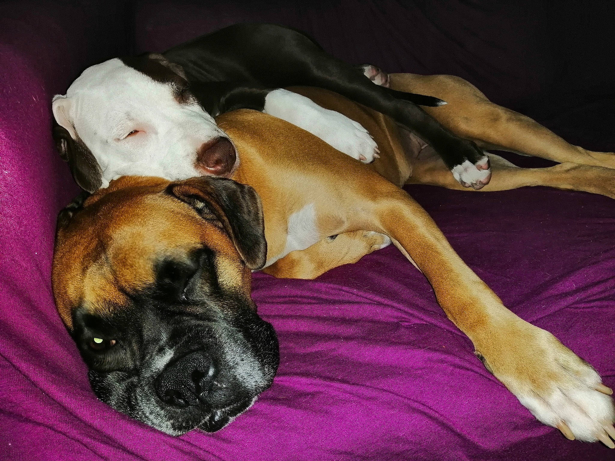 Honey a rejoint le concours — aidez-le/la à gagner de superbes lots ! black_mouth_cur, boerboel, boxer, bullmastiff, canidae, carnivore, companion_dog, dog, dog_breed, english_mastiff, fawn, great_dane, guard_dog, mammal, molosser, nap, non_sporting_group, snout, vertebrate, working_dog