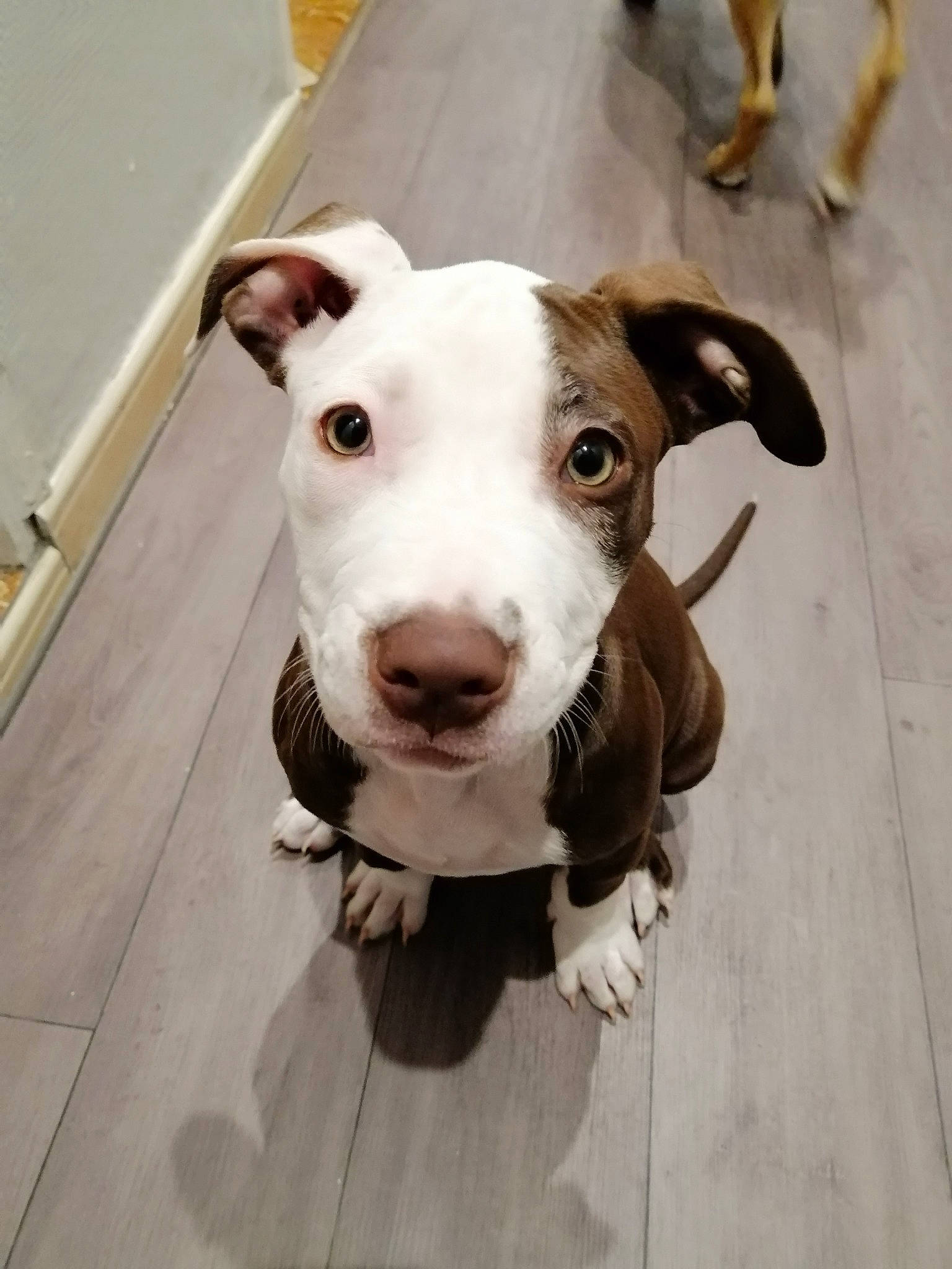 Honey a rejoint le concours — aidez-le/la à gagner de superbes lots ! american_pit_bull_terrier, american_staffordshire_terrier, bull_and_terrier, bull_terrier, bull_terrier_miniature, canidae, carnivore, dog, dog_breed, fawn, mammal, non_sporting_group, nose, old_english_terrier, pit_bull, rare_breed_dog, snout, sporting_group, terrier, vertebrate