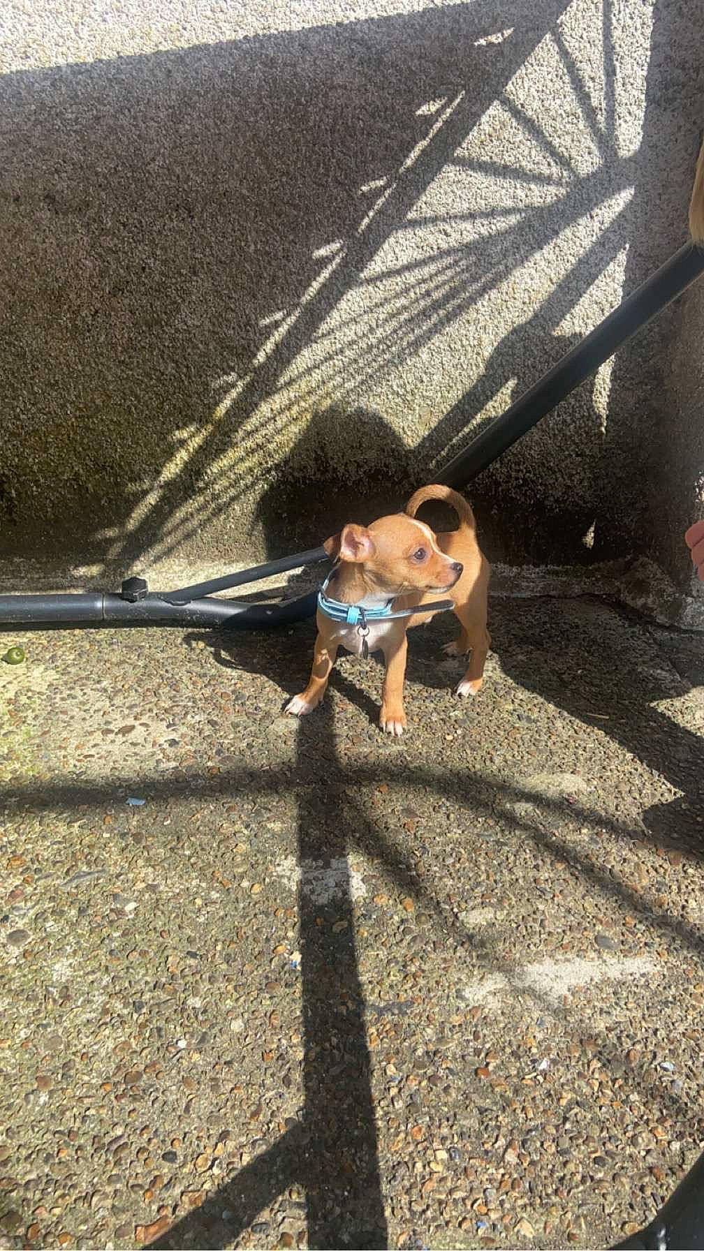 Buddy is registered to the contest to win money with this photo: asphalt, child, city, concrete, eyewear, fun, grass, landscape, leisure, recreation, road, road_surface, shadow, sidewalk, sitting, soil, street, sunglasses, toddler