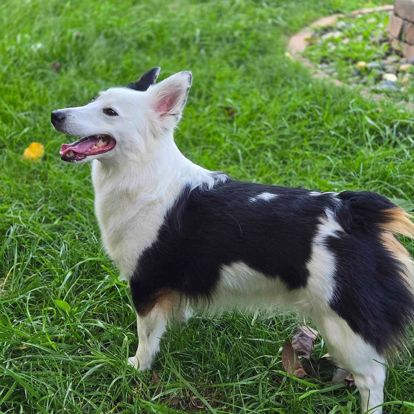 Loki joined the competition — help win amazing prizes! animal, black_and_white, canine, companion, dog, domestic_animal, ears_up, friendly, fur, grass, greenery, happy, mammal, nature, outdoor, pet, playful, side_view, tongue_out, yard
