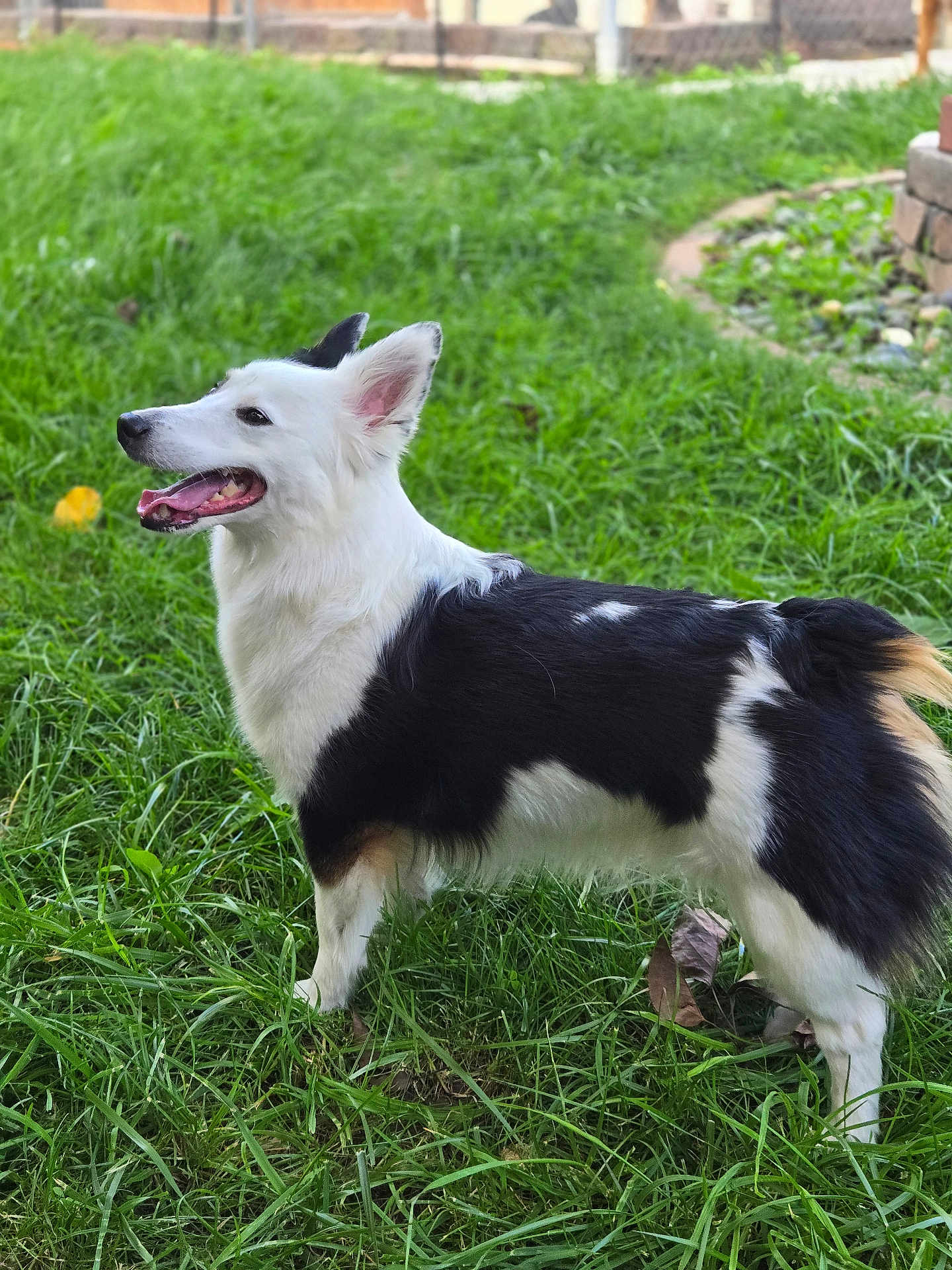Loki