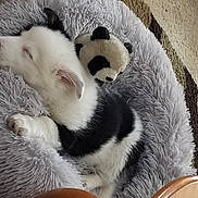 Loki Takoda joined the competition — help win amazing prizes! bear, carnivore, cat, claw, comfort, dog_breed, domestic_short_haired_cat, felidae, fur, mammal, nap, panda, paw, small_to_medium_sized_cats, snout, tail, terrestrial_animal, vertebrate, whiskers, wood