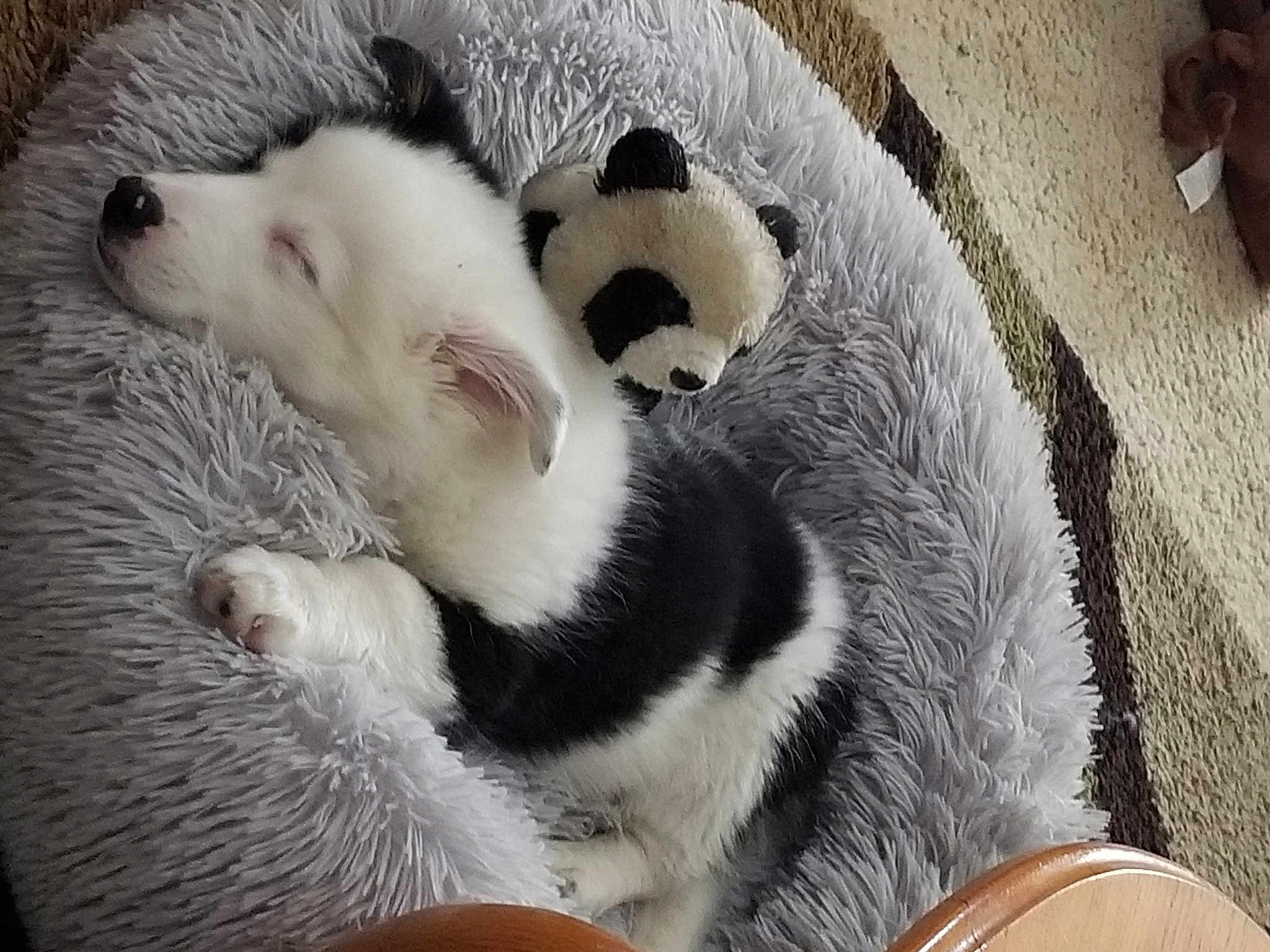 Loki Takoda