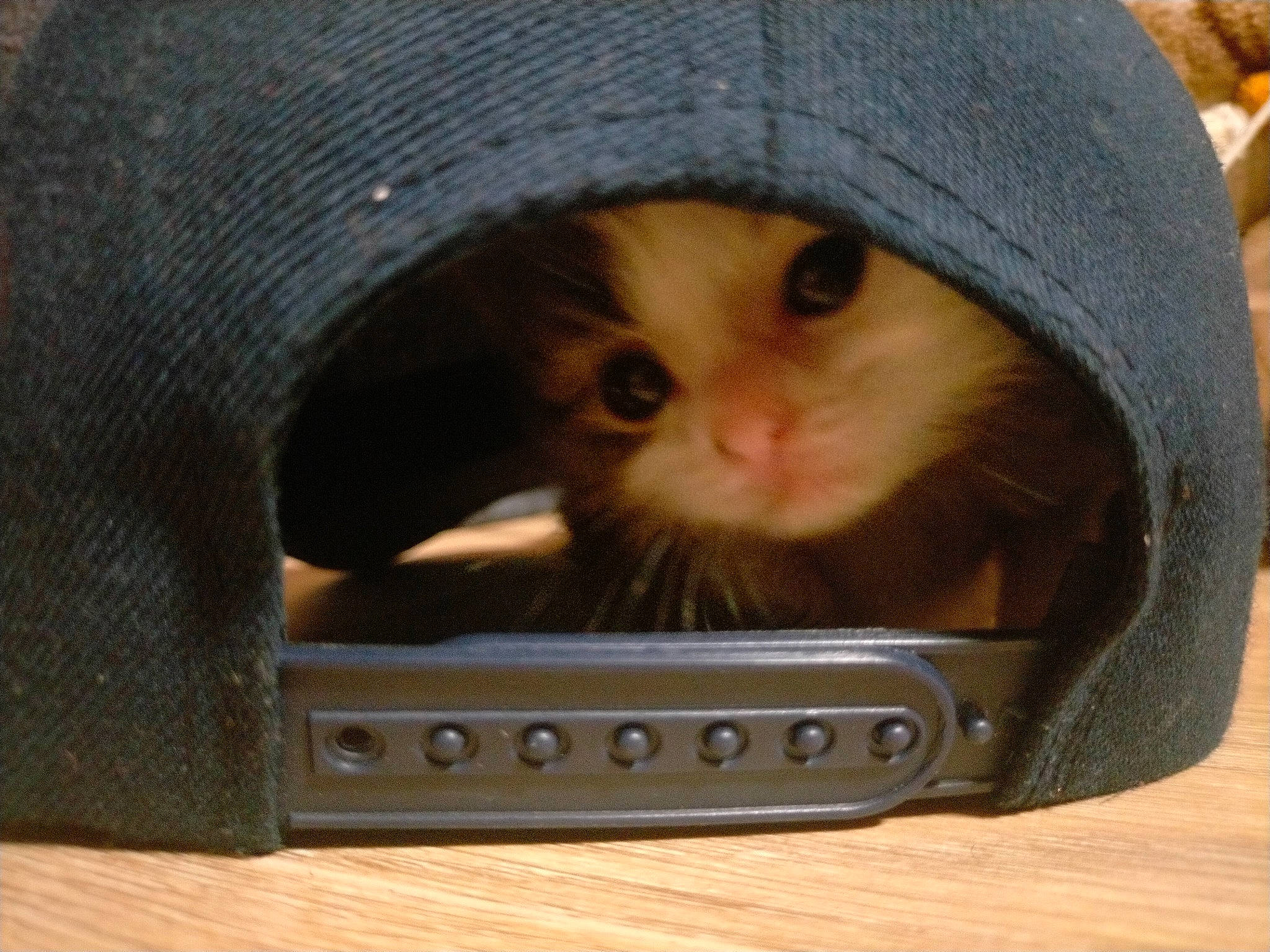 Oumé participe au concours pour gagner de l'argent avec cette photo : bombay, cap, carnivore, cat, close_up, comfort, domestic_short_haired_cat, fashion_accessory, fawn, felidae, fur, hat, iris, moustache, paw, pet_supply, small_to_medium_sized_cats, snout, whiskers