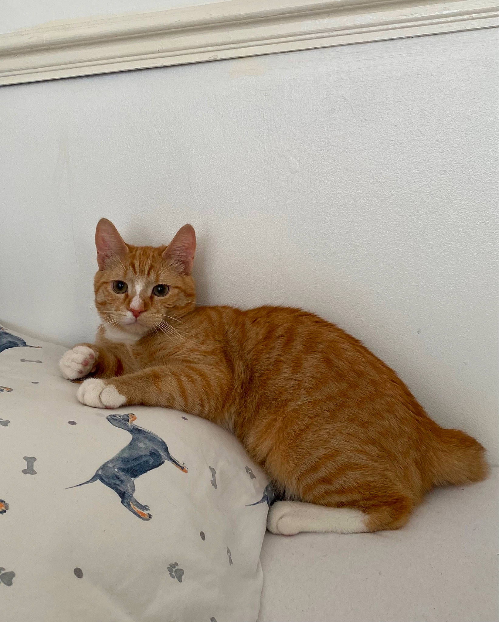 Ron joined the competition — help win amazing prizes! carnivore, cat, claw, comfort, domestic_short_haired_cat, fawn, felidae, fur, hardwood, pattern, paw, peach, pet_supply, small_to_medium_sized_cats, snout, tail, terrestrial_animal, whiskers, window, wood