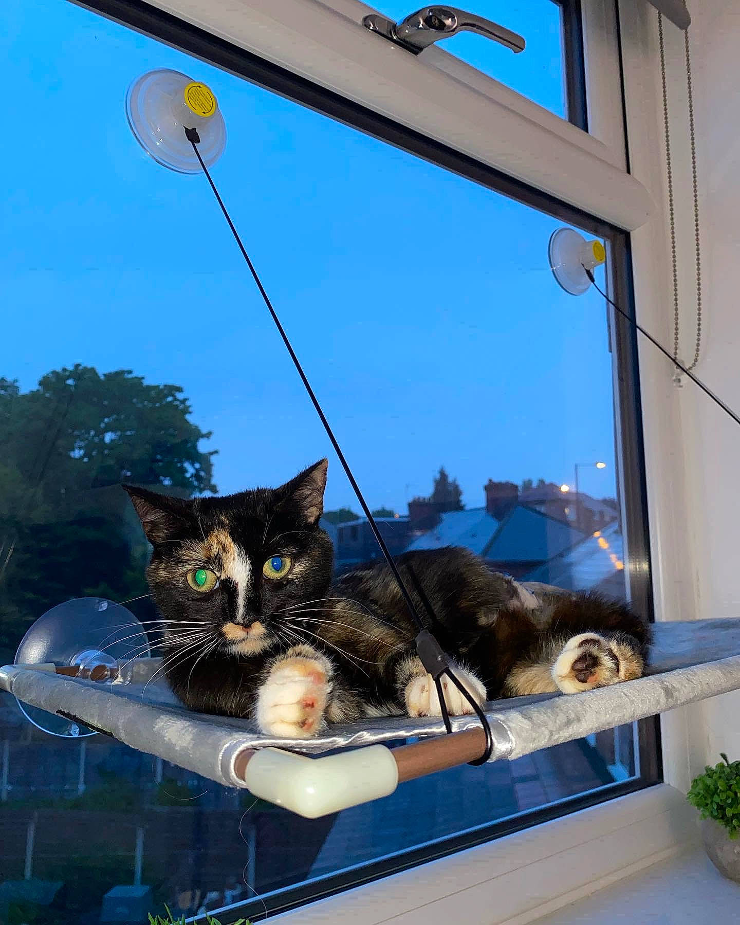 Sandy is registered to the contest to win money with this photo: carnivore, cat, domestic_short_haired_cat, felidae, flowerpot, glass, light_fixture, line, metal, plant, shade, sky, small_to_medium_sized_cats, street_light, tree, whiskers, window