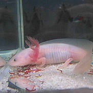 Onyx Amp Axolotl a rejoint le concours — aidez-le/la à gagner de superbes lots !