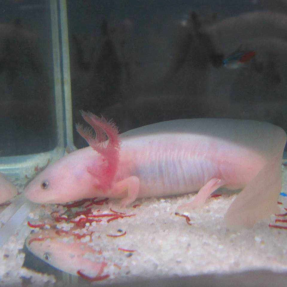 Onyx Amp Axolotl