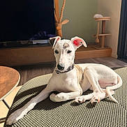 Bahia participe au concours pour gagner de l'argent avec cette photo : animal, cat_tree, chair, collar, dog, floppy_ears, home_decor, indoors, living_room, long_legs, lying_down, pet, portrait, relaxed, sunlight, tan_markings, television, whippet, white_dog, woven_fabric