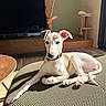 animal, cat_tree, chair, collar, dog, floppy_ears, home_decor, indoors, living_room, long_legs, lying_down, pet, portrait, relaxed, sunlight, tan_markings, television, whippet, white_dog, woven_fabric