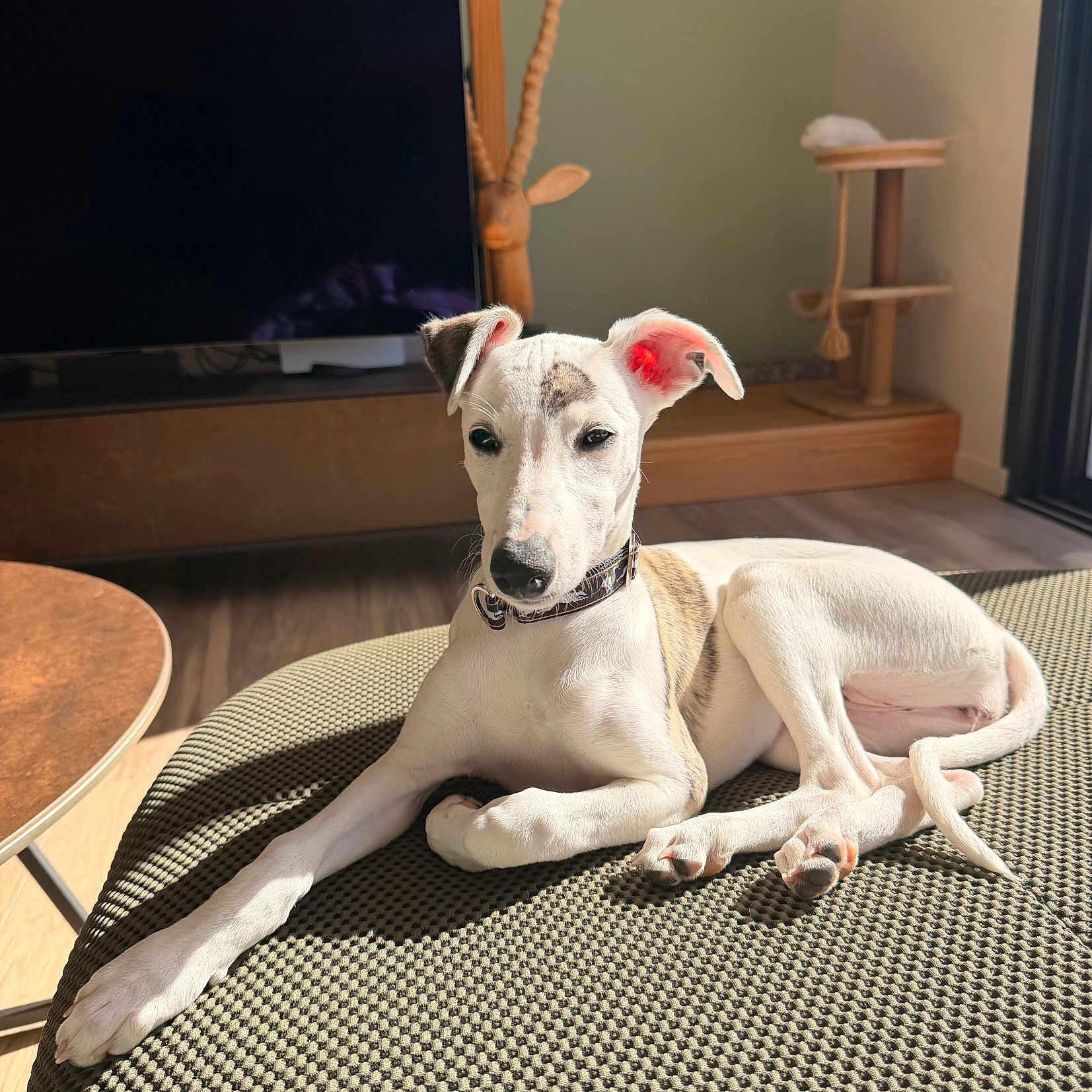 Bahia participe au concours pour gagner de l'argent avec cette photo : animal, cat_tree, chair, collar, dog, floppy_ears, home_decor, indoors, living_room, long_legs, lying_down, pet, portrait, relaxed, sunlight, tan_markings, television, whippet, white_dog, woven_fabric
