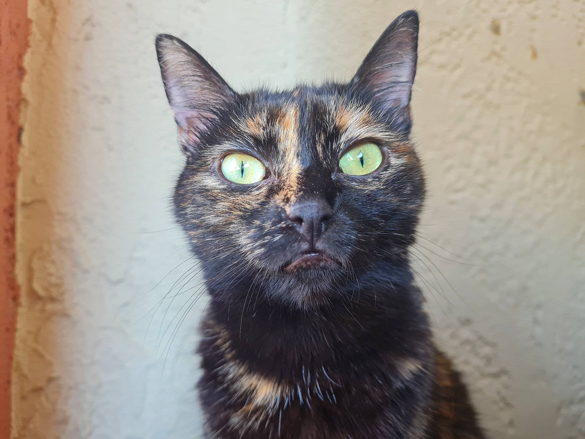 Scarlett a rejoint le concours — aidez-le/la à gagner de superbes lots ! art, black_cat, bombay, carnivore, cat, domestic_short_haired_cat, drawing, felidae, fur, illustration, iris, paint, painting, small_to_medium_sized_cats, snout, terrestrial_animal, visual_arts, whiskers, wildlife