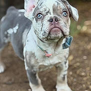 Ellie Ears is registered to the contest to win money with this photo: adorable, animal, blue_eyes, close_up, collar, curious, cute, dog, ears, fur_pattern, ground, merle, nature, outdoor, pet, portrait, puppy, small_dog, standing, young_dog