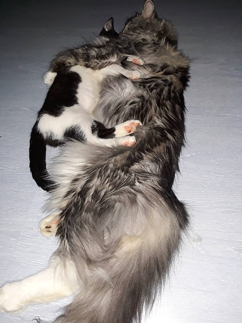 Number One a rejoint le concours — aidez-le/la à gagner de superbes lots ! canidae, carnivore, cat, claw, companion_dog, dog_breed, felidae, freezing, fur, herding_dog, paw, small_to_medium_sized_cats, snout, sporting_group, tail, whiskers, winter, working_dog